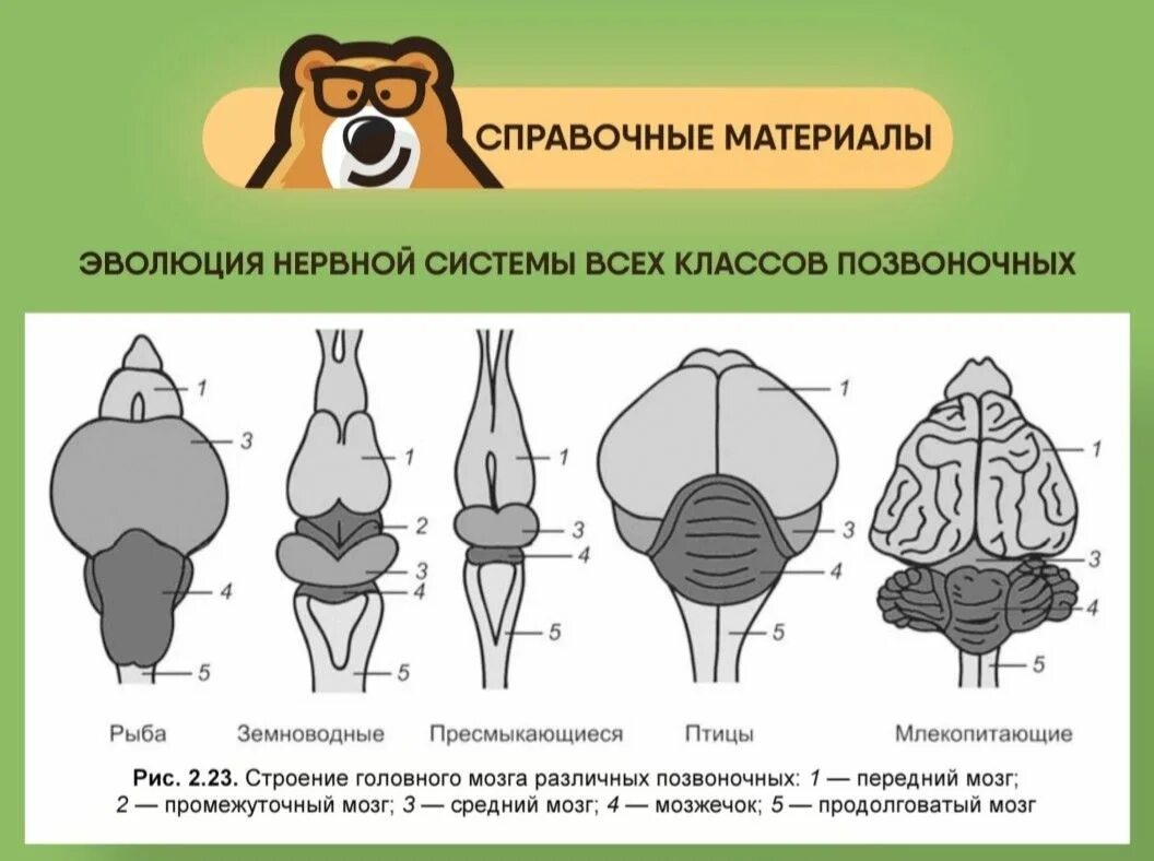 Головной мозг птиц и млекопитающих. Отделы головного мозга хордовых. сравнение головного мозга хордовых. строение головного мозга хордовых. строение головного мозга егэ.