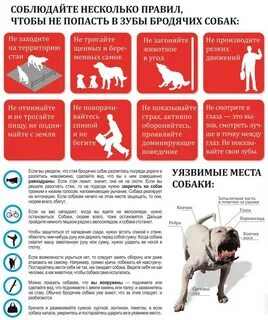Как отбиться от собаки