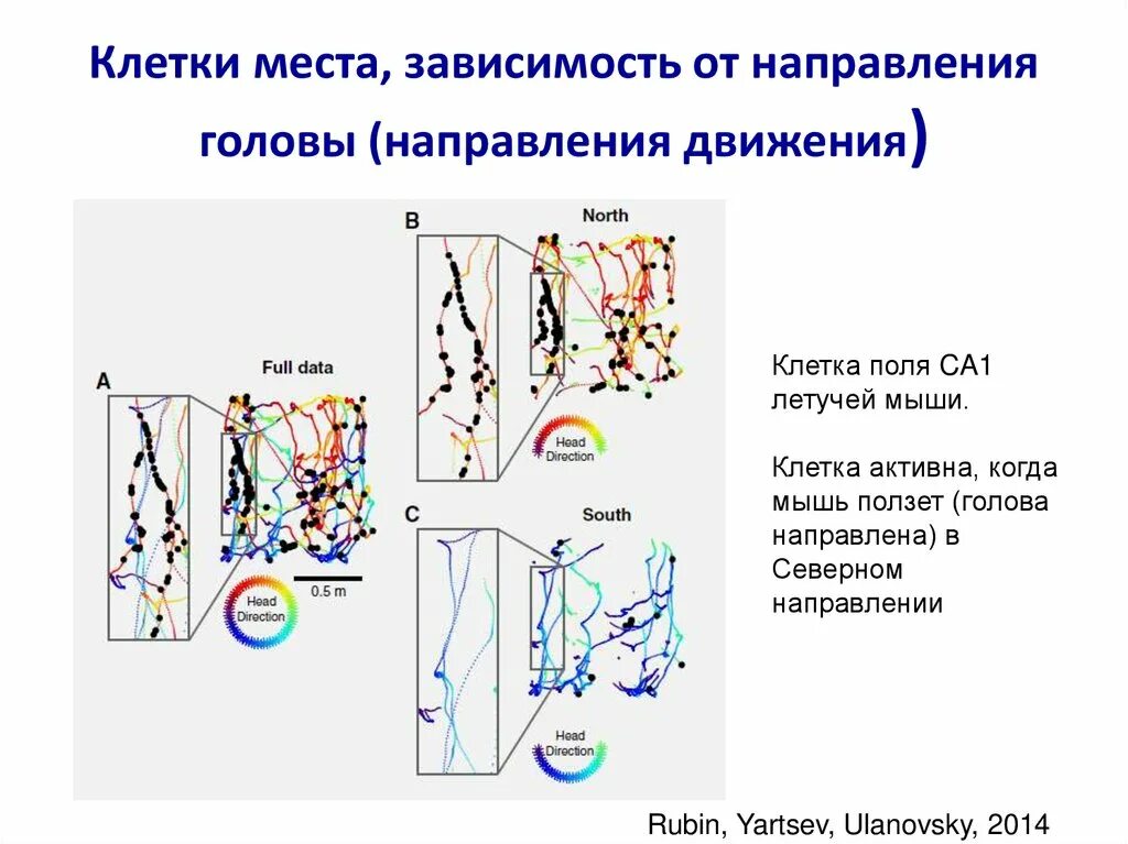 Клетки места. Динамика движения клеток. Как цвет зависит от направления движения. В зависимости от места возникновения и направления движения выделяют.