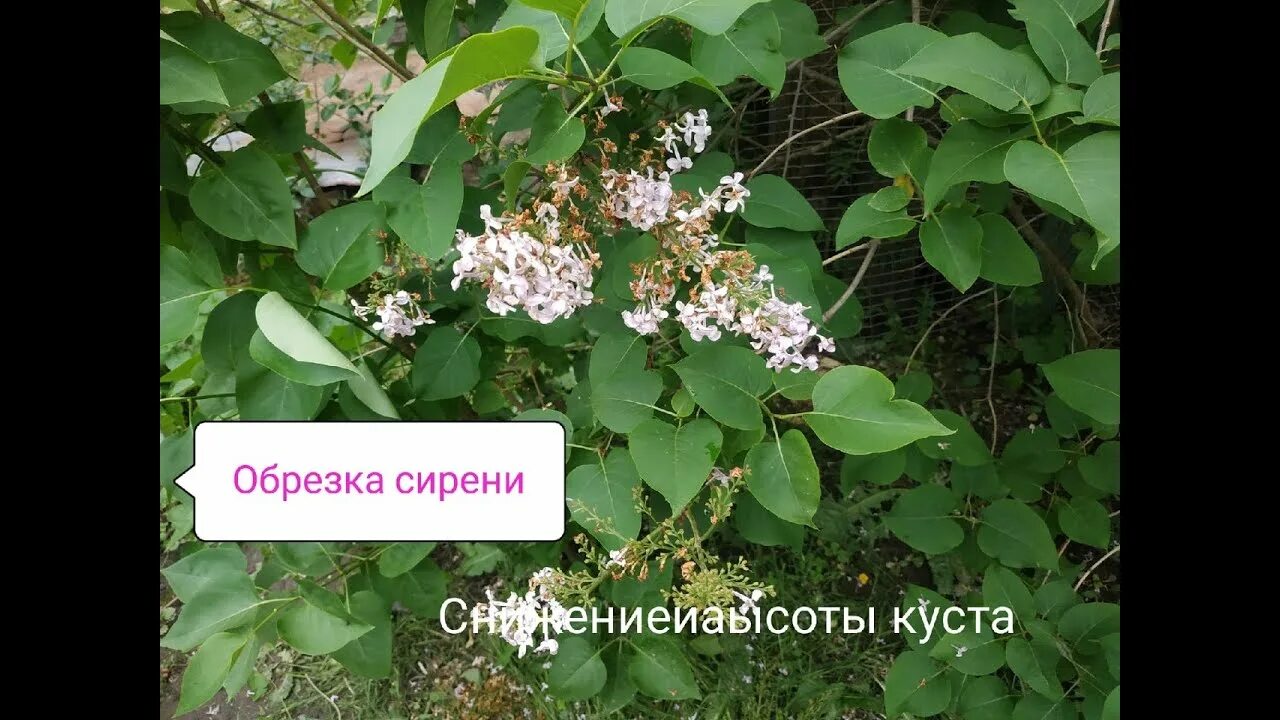 Как обрезать куст сирени. Сирень куст после цветения. обрезка сирени. кусты сирени стрижка. подрезка сирени.