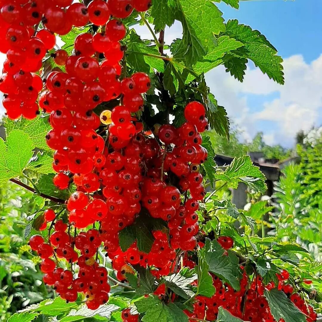 Какие сорта красной смородины. Смородина красная сорт Осиповская. Смородина красная орловчанка. Смородина Каскад. Смородина красная Газель.