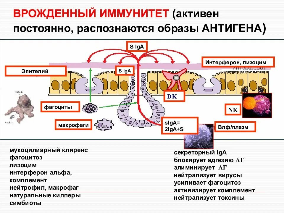 Приобретенный иммунный ответ. Механизм врожденного иммунитета схема. Компоненты врожденного иммунитета. Реакции врожденного иммунитета. Перечислите механизмы врожденного иммунитета..