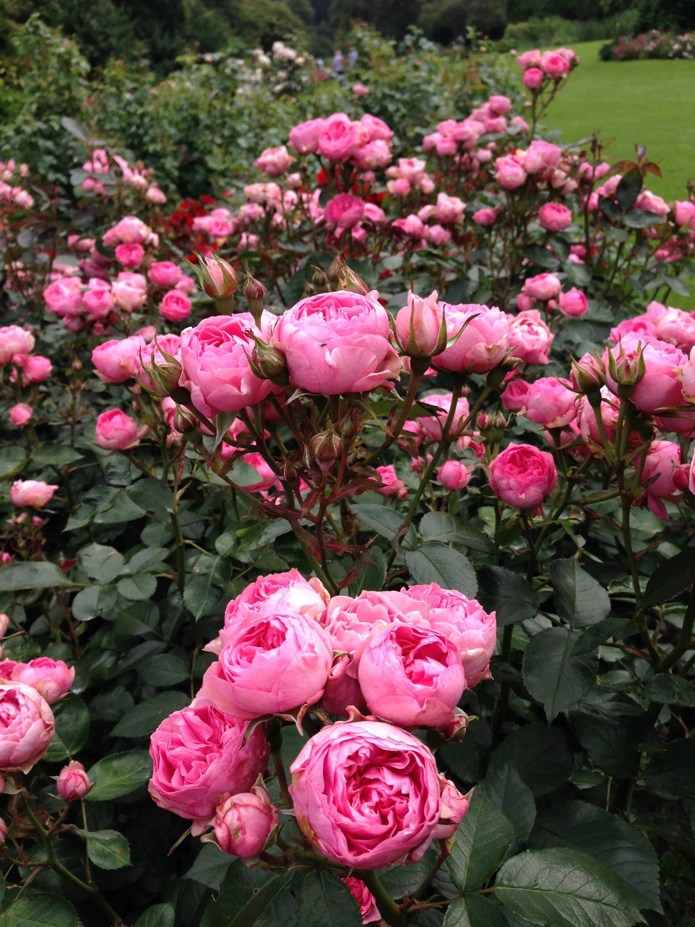 Флорибунда ай эм макмиллан. I am rose i am. I am rose i am. I am rose i am. Флорибунда ай эм макмиллан.