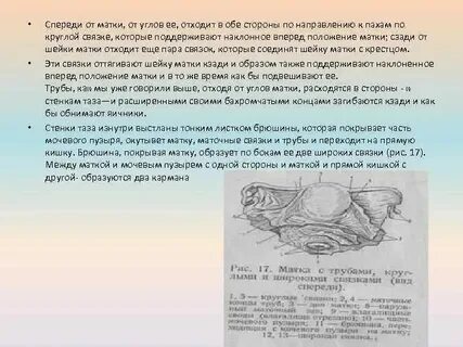 Матка впереди