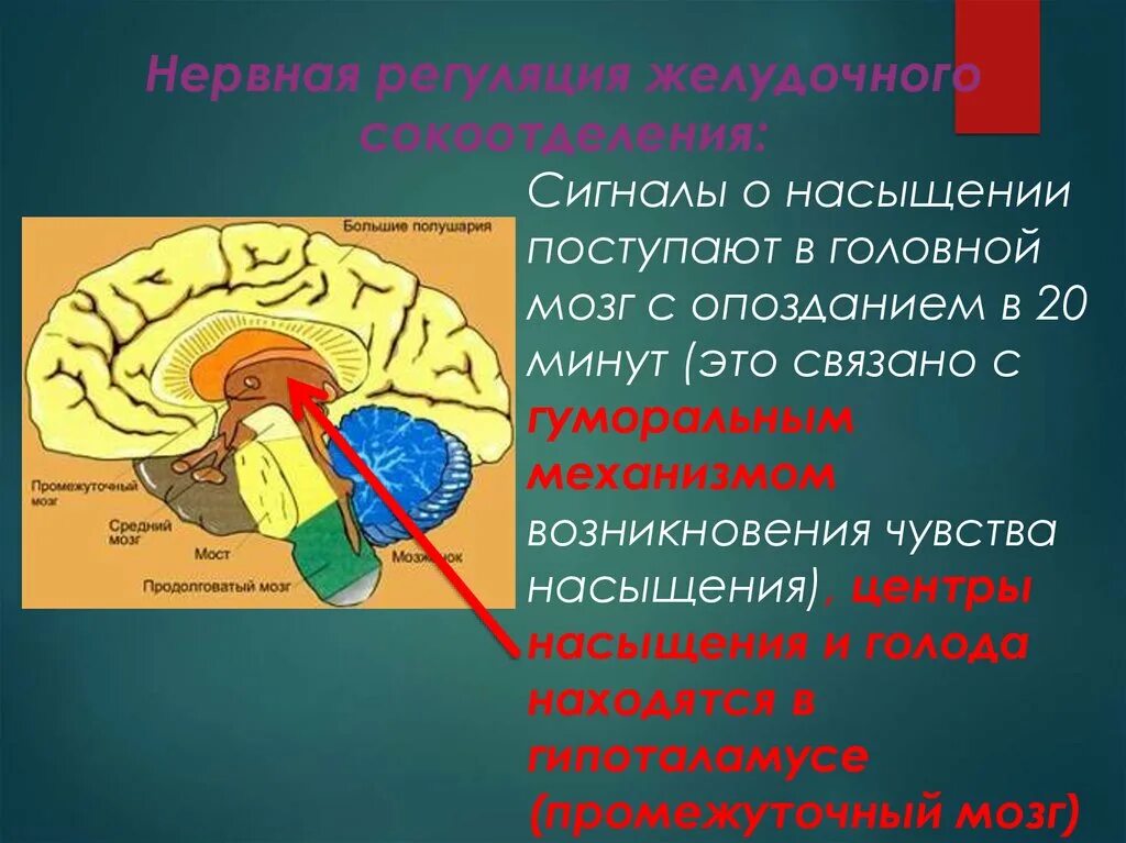 Центр голода и насыщения. Центр насыщения в головном мозге. Центр пишеваривания в мозге. Сигналы мозга. Пищевой центр в мозге