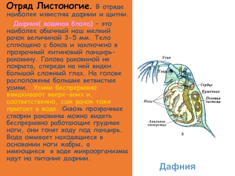 Строение дафнии обыкновенной. Внутреннее строение дафнии. Карапакс дафнии. Дыхательная система дафнии.