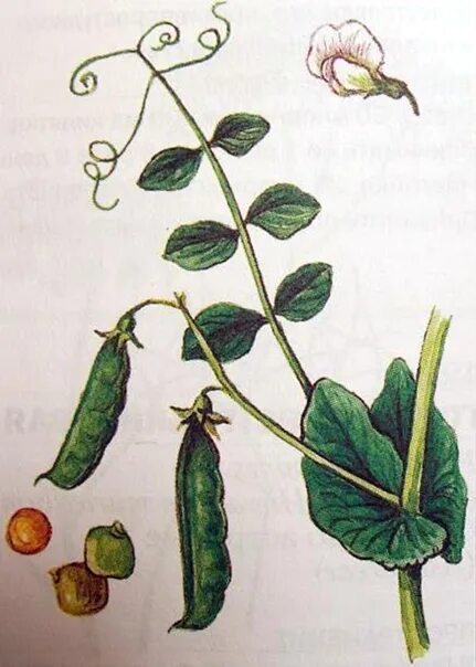 травы семейства мотыльковых. пузырник растение. клубеньки мотыльковых. стебель мотыльковых. цветы похожие на люпины.