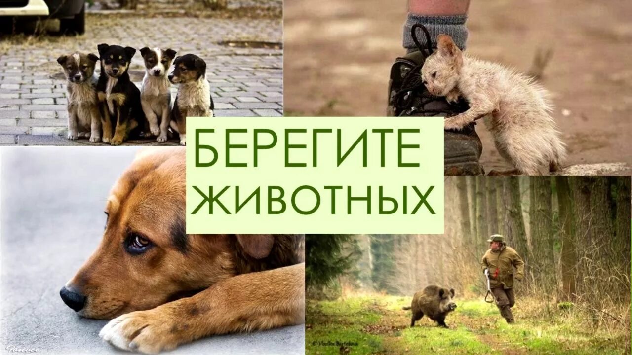 Почему человек в мире животных. Берегите животных. надпись берегите животных. защита животных. береги животных картинки.