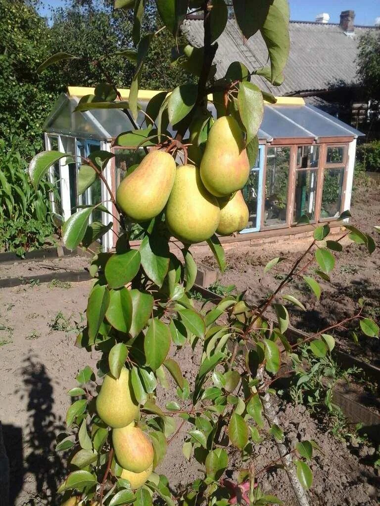 Удачная фалкенберга