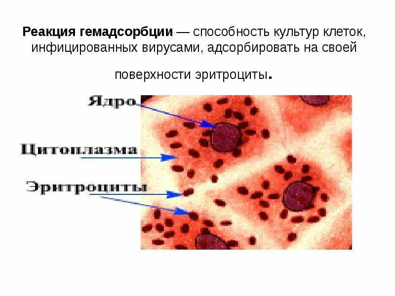 Реакция гемадсорбции схема. Почему вирусы не инфицируют эритроциты млекопитающих. Реакция гемадсорбции микробиология. Кровь плазма тромбоциты эритроциты. Эритроциты безъядерные клетки.