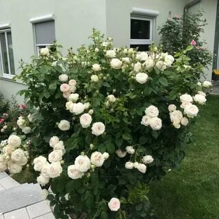 Мадам анизетт