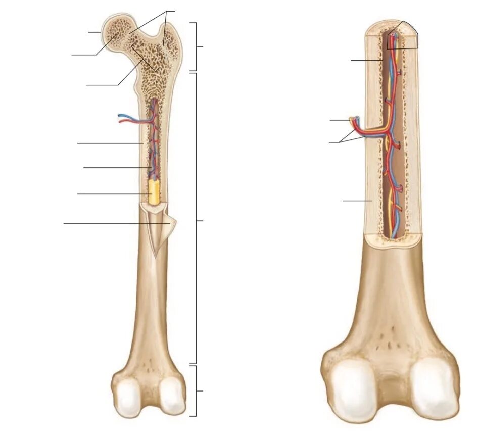 Long bone. Анатомия кость акраменьен. Смешанная кость фото. Вставить кость кто.