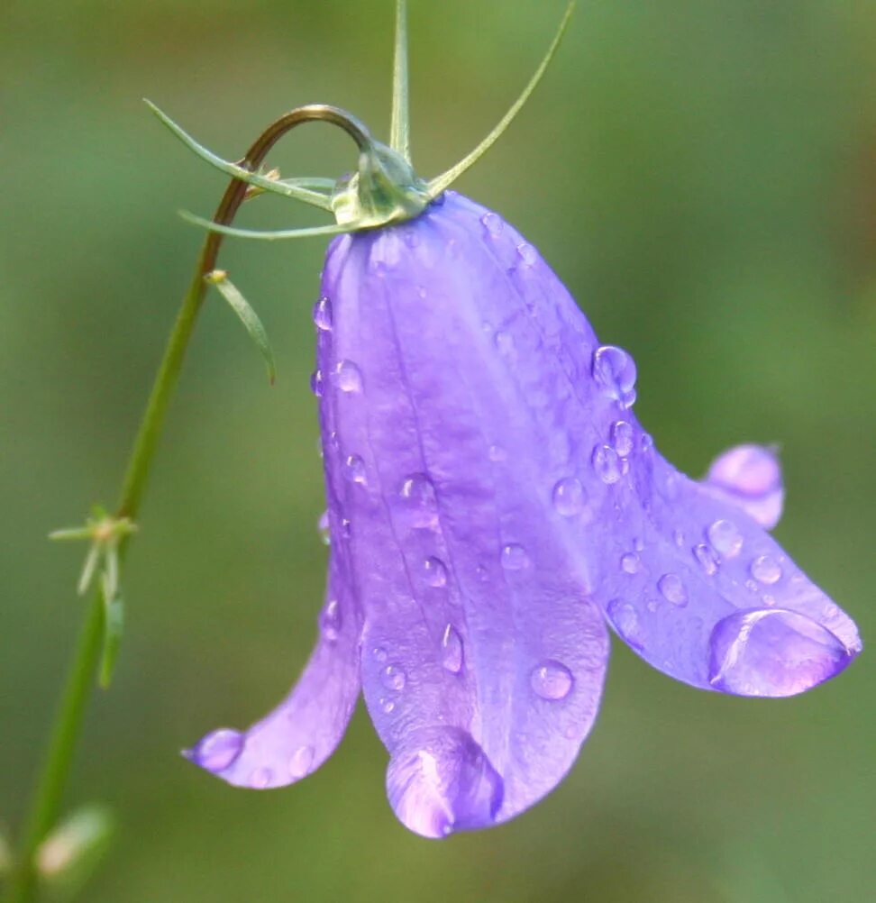 Колокольчик холодолюбивый Campanula. Колокольчик Рябенький. Колокольчик Дальневосточный. Колокольчик ланцетолистный. Цветок колокольчика напоминает колокол