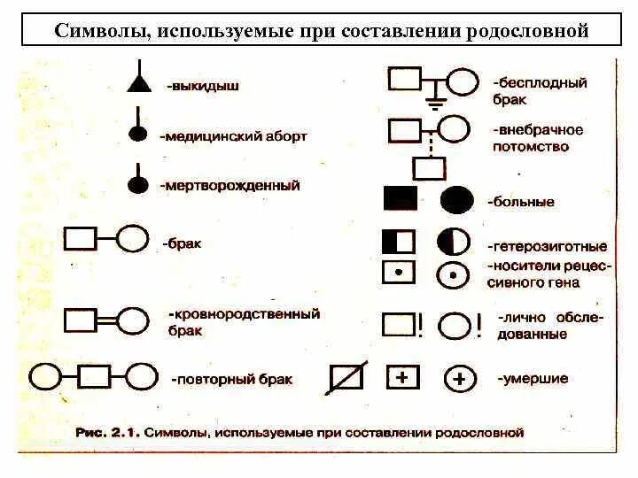 Обозначения в родословной. Условные обозначения, используемые при составлении родословных. генеалогический метод обозначения. основная схема генеалогического метода. родословная генетика обозначения.