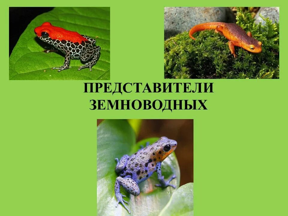 Представителей класса земноводных. Земноводные представители. амфибии представители. представители класса земноводные. земноводные слайд.