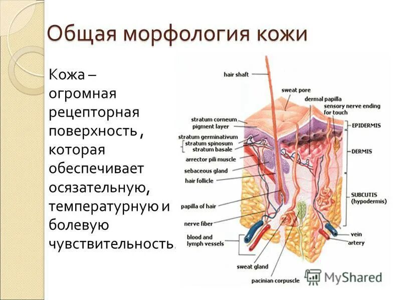 Каково строение и функции кожи