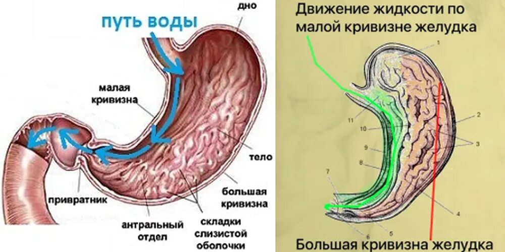 Большая и малая кривизна желудка. Движение воды в желудке по малой кривизне. Жидкое есть можно что именно