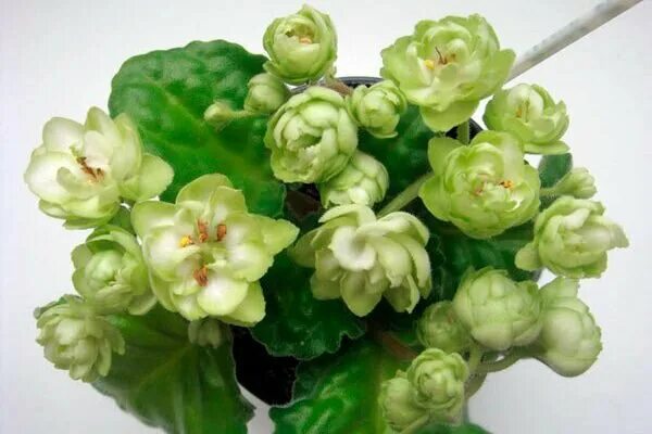 Фиалка зеленые сорта. Фиалка ле купава. ле - купава (лебецкая). зеленоцветковые фиалки. зеленоцветковые фиалки сорта.