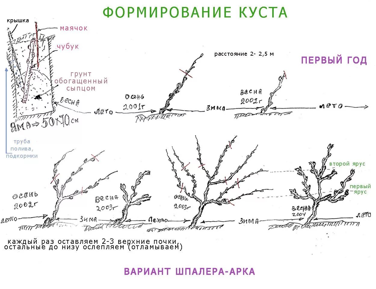 Формирование кустарников. Как формировать куст розы весной. Начало сокодвижения у деревьев. Схемы формировки куста винограда. Формирование куста смородины весной.
