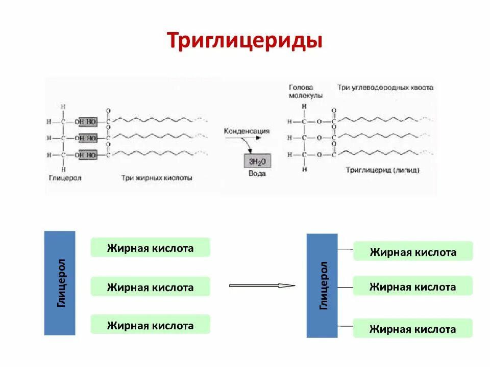 Триглицериды где. Триглицериды жирных кислот формула. схема строения триглицеридов. строение триглицеридов. строение триглицеридов биохимия.