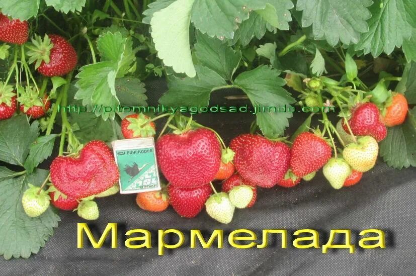 Клубника мармелада - 65 фото