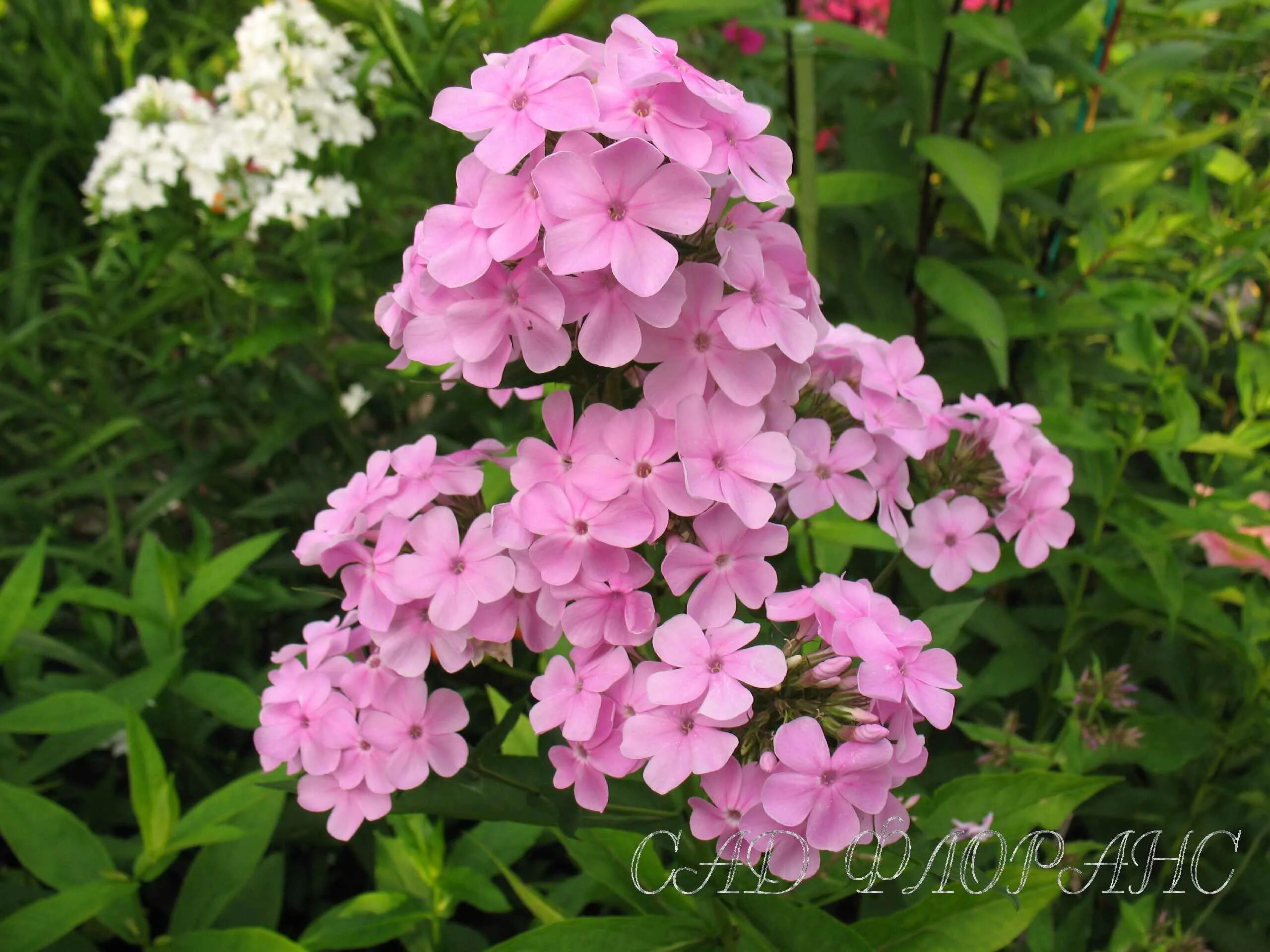 флокс метельчатый из семян. флокс swirly burly. флокс метельчатый купидон. флоксы семенами многолетние. флокс метельчатый америка.