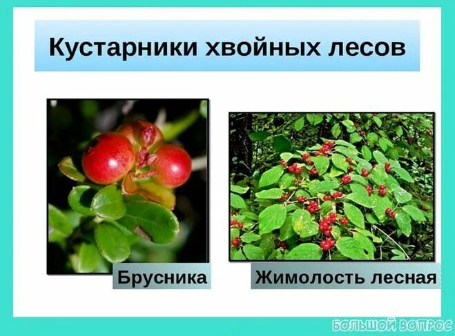 примеры лесных кустарников. название кустарников и кустарничков. кустарники нашего края. растения зоны широколиственных лесов россии. кустарники смешанного леса названия.