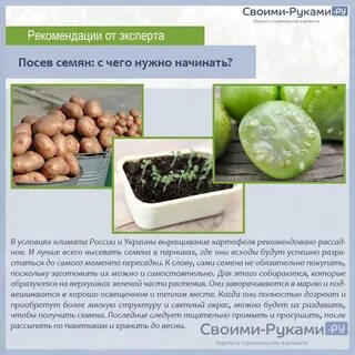 Сколько дней нужно проращивать картофель