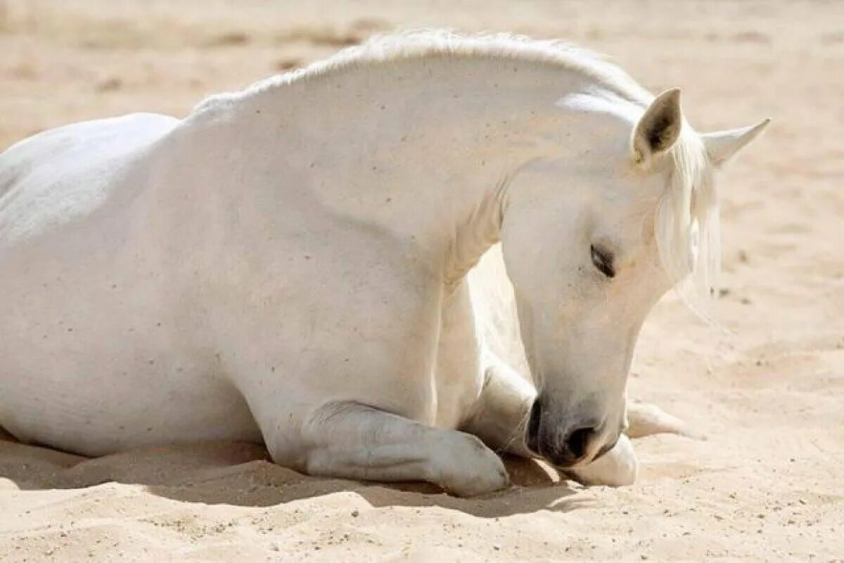 Лошади. Белая лошадь лежит. Конь лежит.