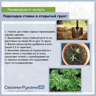 Какой грунт любят