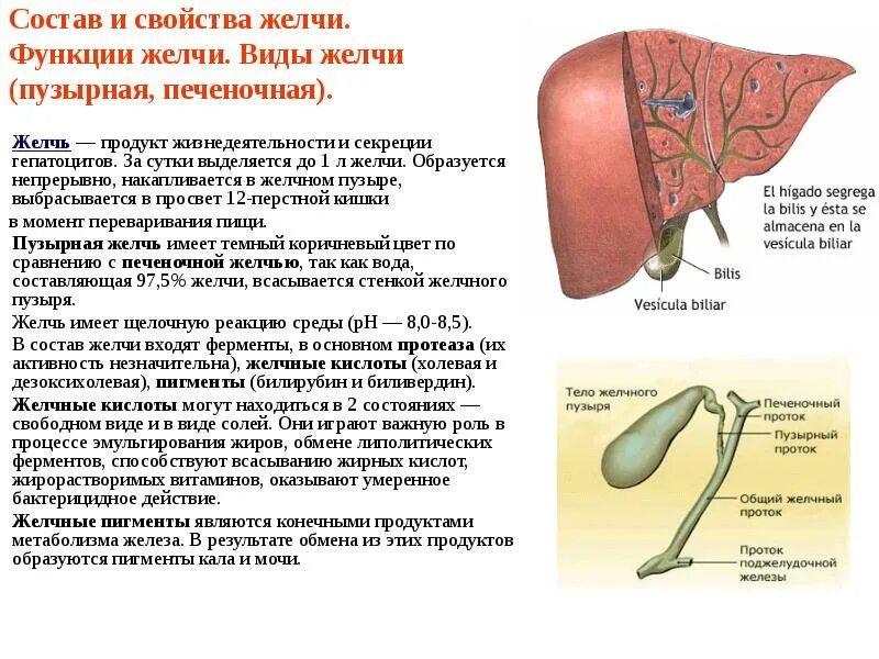 Как желчь влияет