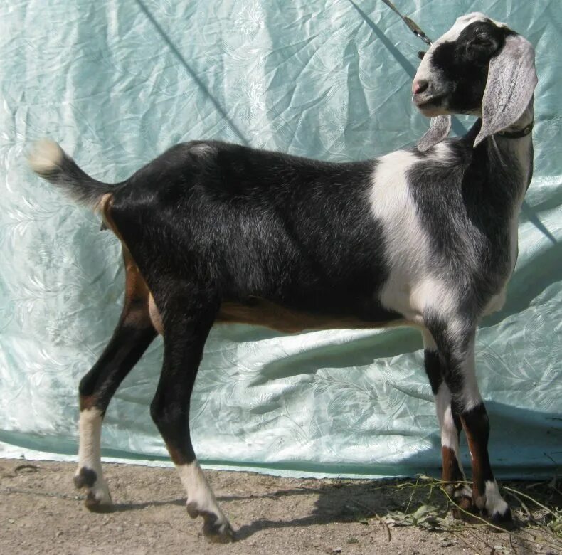 Коза нубийской породы описание породы цена. Коза нубийской породы. Африканская нубийская коза. Лунные нубийские козы. Нубийская ангорская коза.
