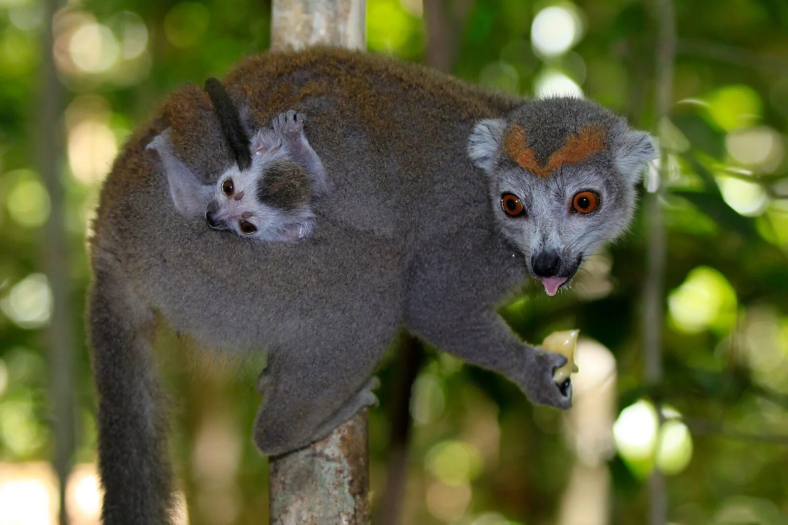 виды лемуров. кольцехвостый лемур. виды лемуров. лемуры сифаки. виды лемуров.