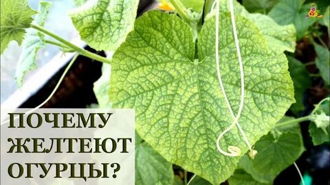Желтеют завязи огурцов в теплице