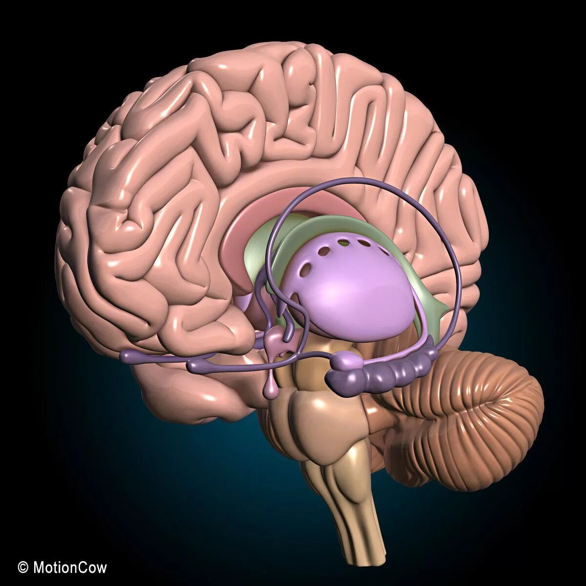 7 3 brain. Лимбическая система мозга 3д модель. Гипоталамус 3д. Гипоталамус таламус гиппокамп. Строение головного мозга 3д.