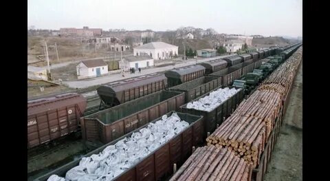 Наш поезд перевозил зверей с дальнего востока