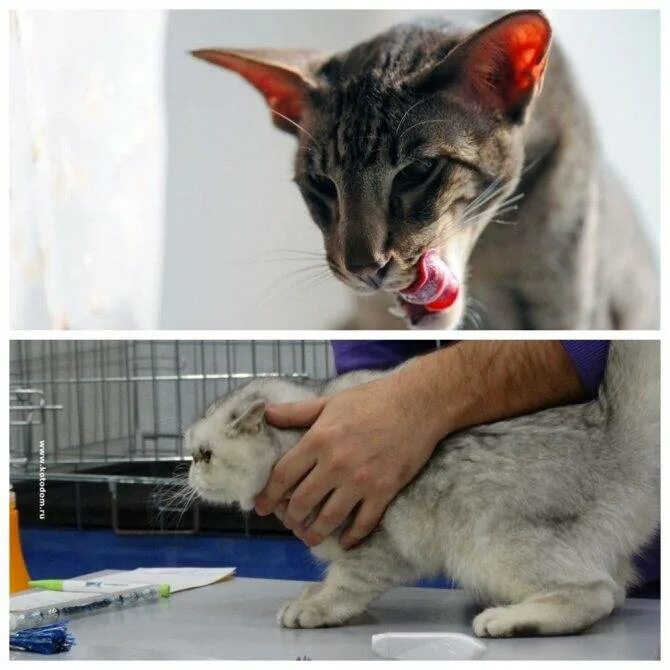 Кошка зализывает рану. Кошка лижется постоянно. кошка разлизала под хвостом.