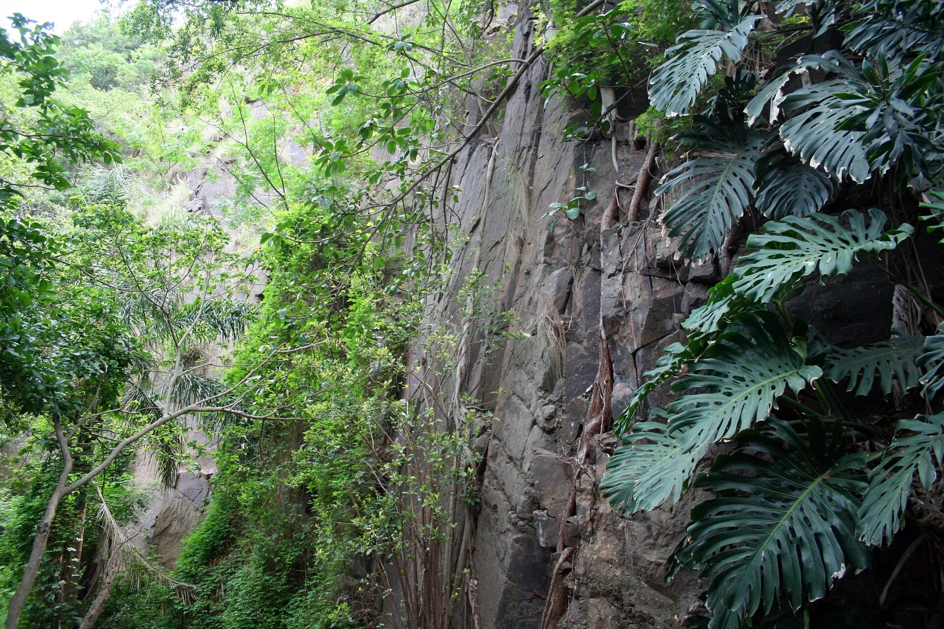 Лианы Мадагаскара. Скалы тропики. Тропические лианы. Лианы тропического леса.