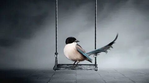 High birds