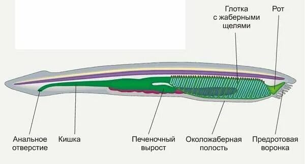 Ланцетник строение рисунок с надписями