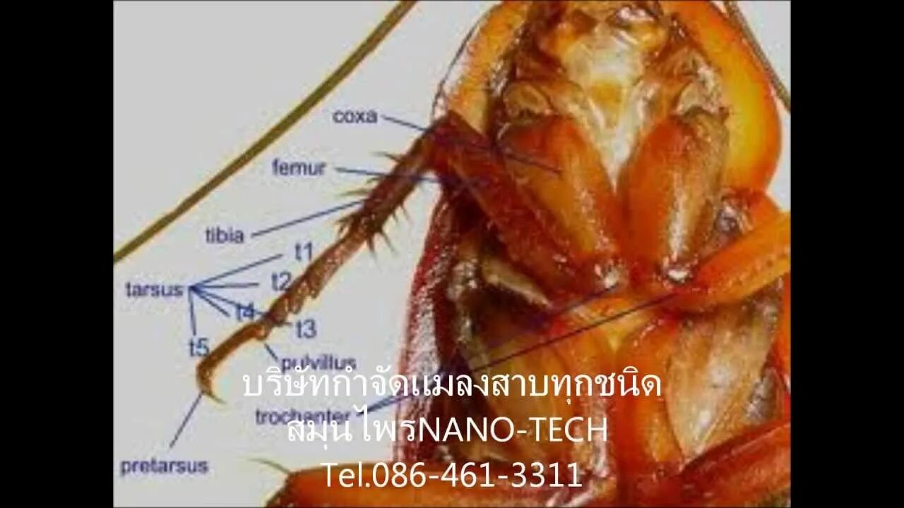 Сколько ног у тараканов