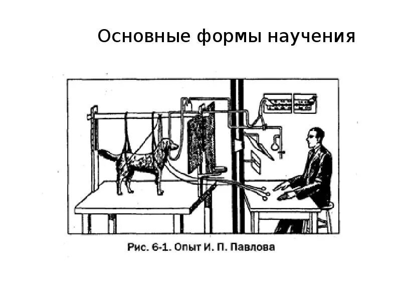 Опыт и научение. Научение картинки. Метод дифференцировочной дрессировки в зоопсихологии. Формы научения. Научение зоопсихология.