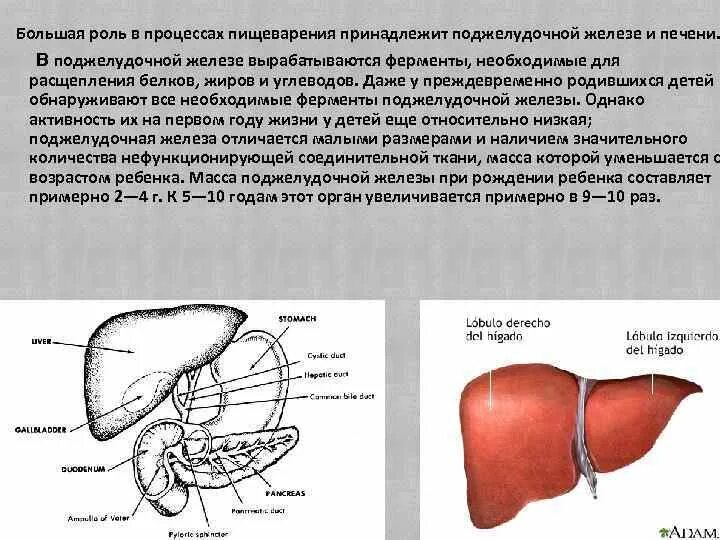 Печень и поджелудочная железа строение и функции. Железы печень и поджелудочная железа. Роль печени и поджелудочной железы в пищеварении. Железы печени строение.