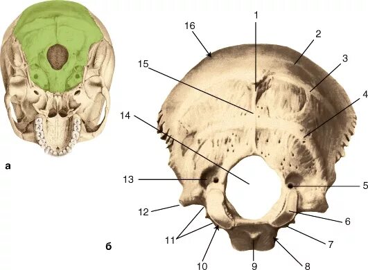 Кости черепа затылок. Кости черепа затылочная кость. Анатомия затылочной кости черепа. Затылочная кость Синельников. Затылочная кость топография.