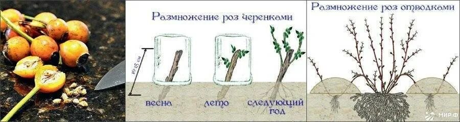 Можно ли размножить розы. Размножение шиповника отводками. Размножение плетистой розы черенками летом. Вегетативное размножение шиповника.