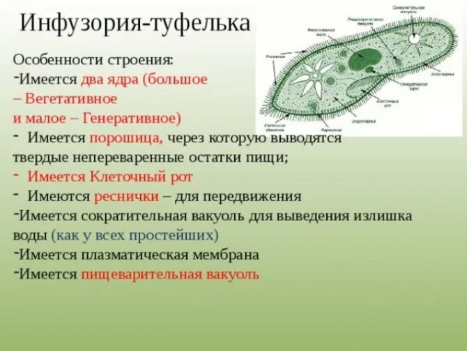 Что выполняет у простейших функцию пищеварения