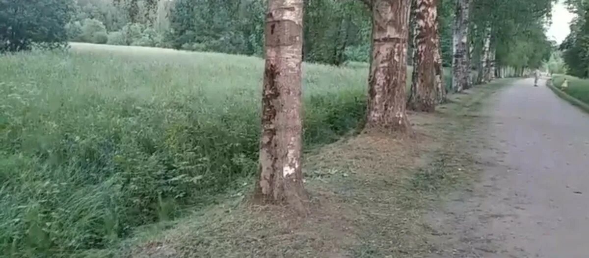 В парке растет 26. В парке растет 26