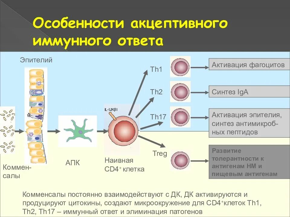 Роль т лимфоцитов в иммунном ответе