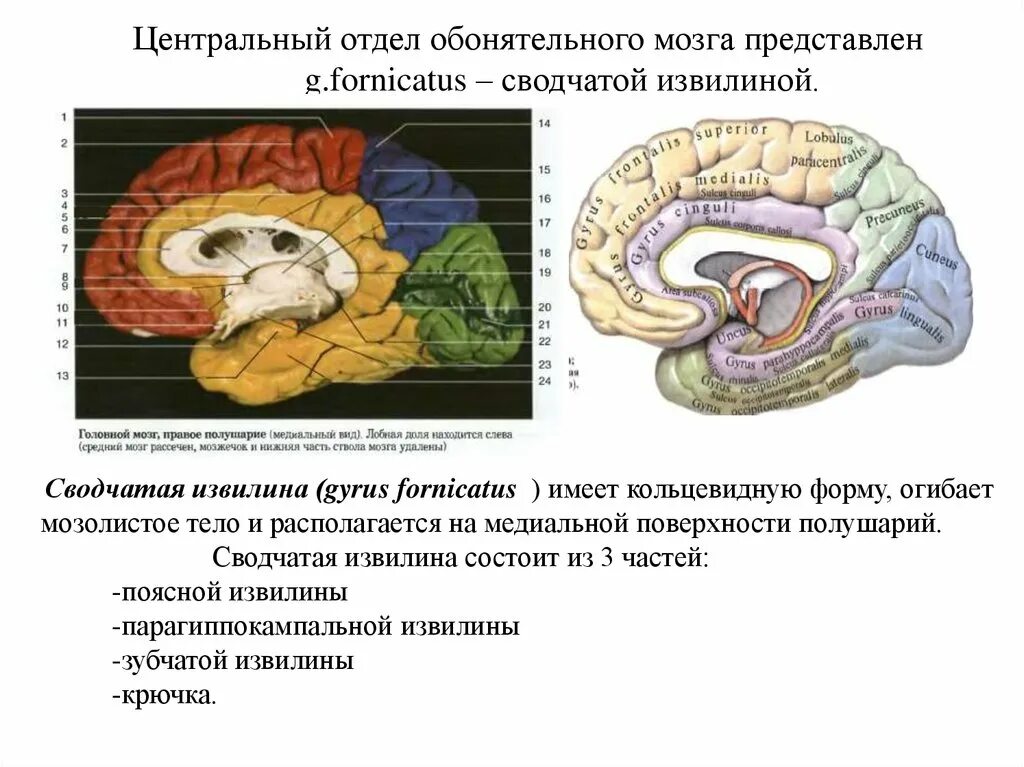 Обонятельный мозг. Gyrus Fornicatus сводчатые извилины. Сводчатая извилина мозга. Головной мозг медиальная поверхность сводчатая извилина. Мозолистое тело и обонятельный мозг.