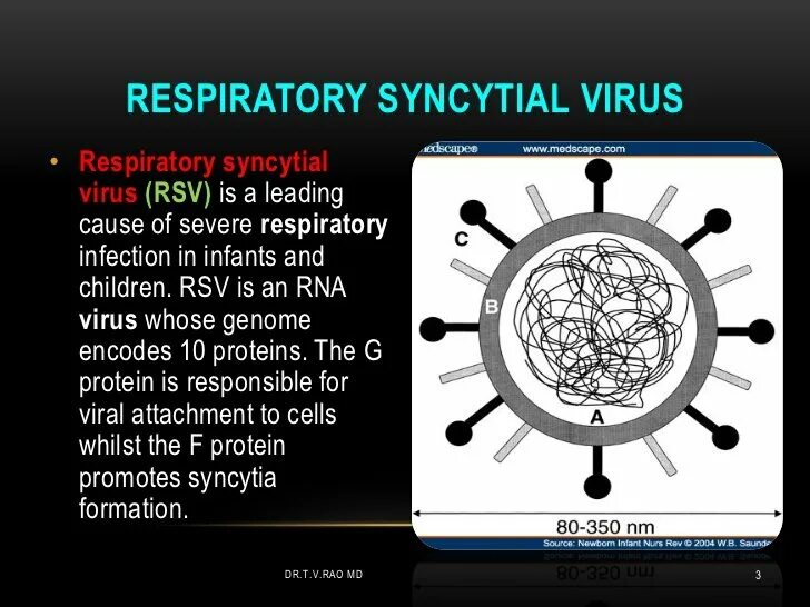 Viruses Respiratory. РНК Respiratory syncytial virus. Syncytial virus